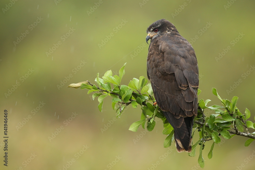 bird of pantanal in the nature habitat, wild brasil, brasilian wildlife, pantanal, green jungle, south american nature and wild bird of pantanal in the nature habitat, wild brasil, brasilian wildlife, pantanal, green jungle, south american nature and wild
