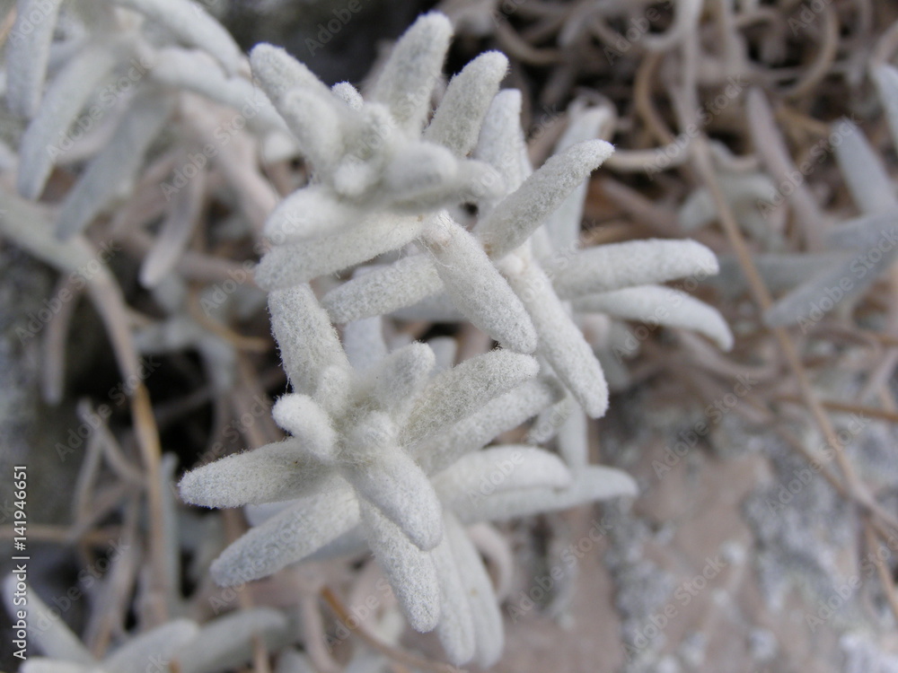 unusual plants of the Crimean Mountains unusual plants of the Crimean Mountains