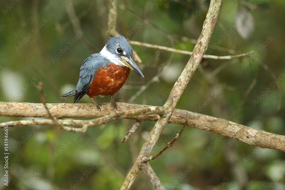 bird of pantanal in the nature habitat, wild brasil, brasilian wildlife, pantanal, green jungle, south american nature and wild bird of pantanal in the nature habitat, wild brasil, brasilian wildlife, pantanal, green jungle, south american nature and wild