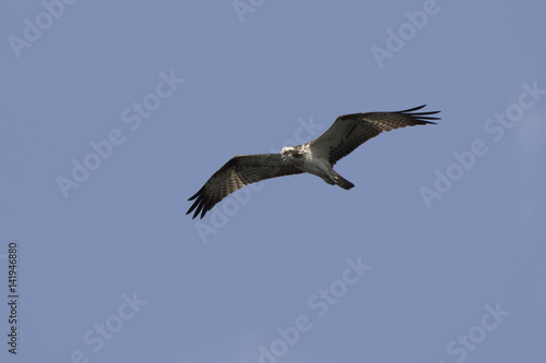 Osprey hovering in the cloudless blue sky of eastern Africa
