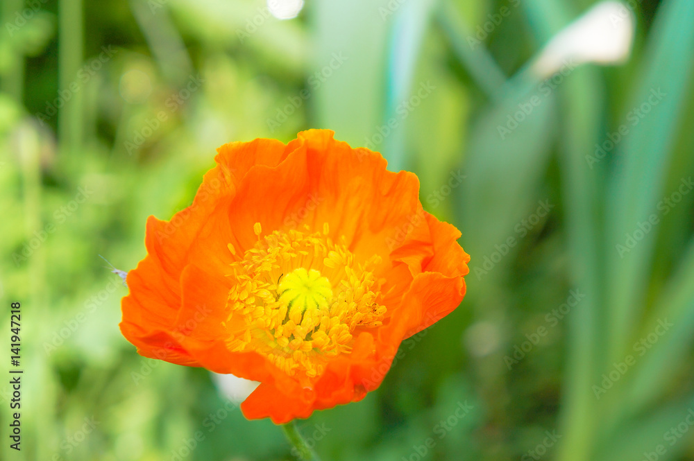 Colorful poppy flowers in the spring sunshine Colorful poppy flowers in the spring sunshine