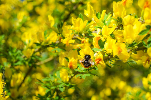 The Genista blooms in the spring with the bee. © sablinstanislav