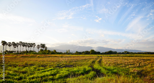 Rice field and mountain background