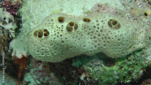 Wart sponge (Crella cyathophora) in cream color, medium shot.
 photo