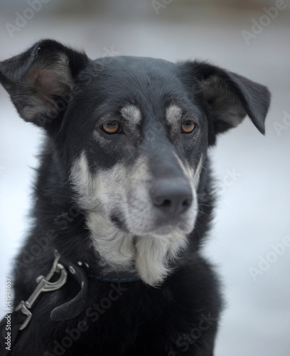 Black with white dog pooch on a leash in winter