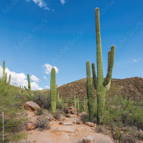 Cactus fields in Sonoran Desert near Phoenix, Arizona.