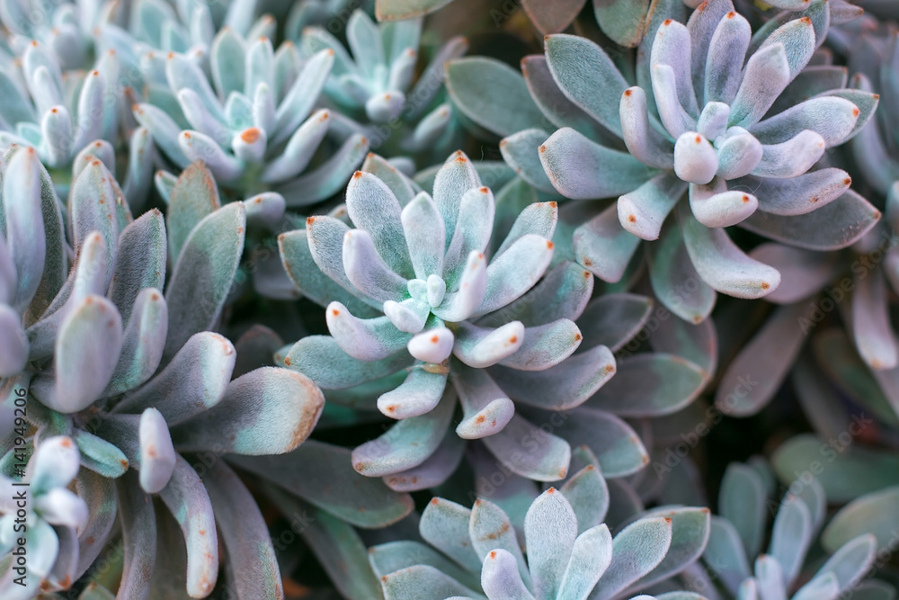 Turquoise succulent of echevery Turquoise succulent of echevery