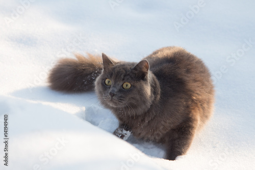 Portrait of fluffy gray cat slinks and hunts in snow © alexey_m