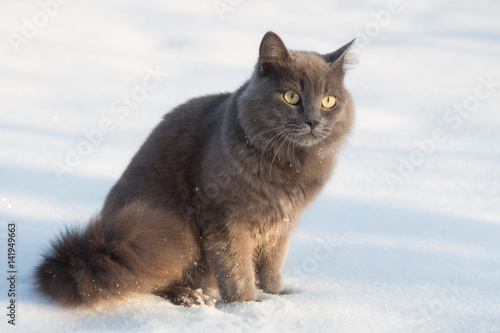 Portrait of fluffy gray cat in the snow