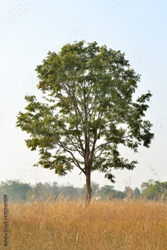 One tree in the field