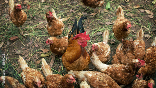 Chicken in the farm : closeup