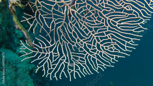 Gorgonian fan coral branch (Subergorgia mollis), close-up.

