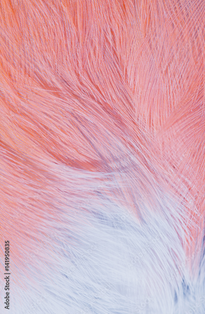 Obraz premium plumage background