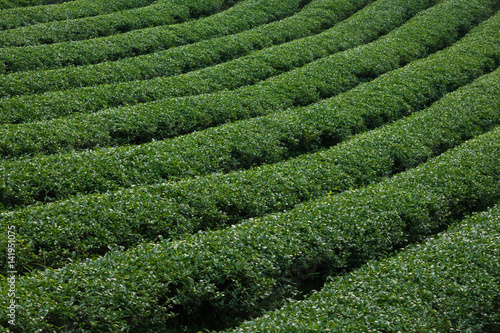 Tea plantation on mountain landscape