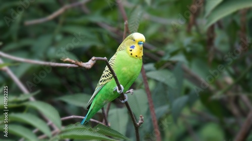 Фотография Colourful singing Budgie