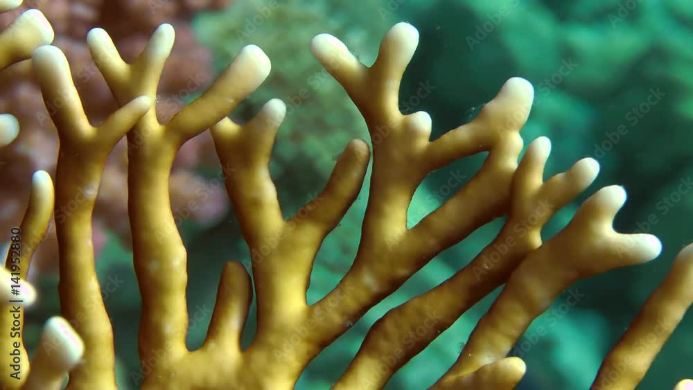 The branches of Net Fire Coral (Millepora dichotoma), close-up.
The branches of Net Fire Coral (Millepora dichotoma), close-up.