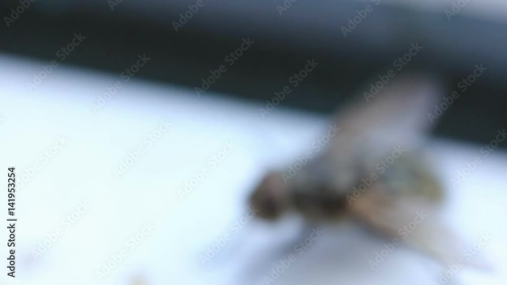 Two House Fly Insect Creeping by the Window Two House Fly Insect Creeping by the Window