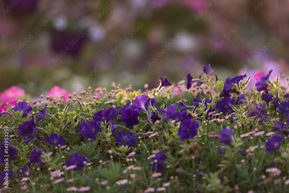 Obraz premium Dubai miracle garden