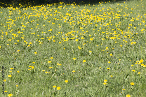 Swedish flowers called maskrosor