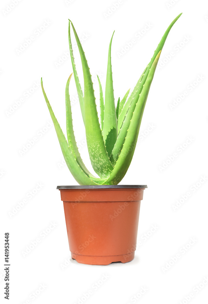 green aloe vera plant isolated on white green aloe vera plant isolated on white