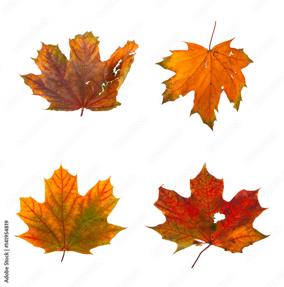 Set the autumn maple branch with leaves isolated Set the autumn maple branch with leaves isolated
