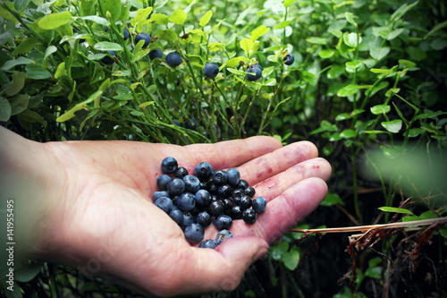 A handful of blueberries