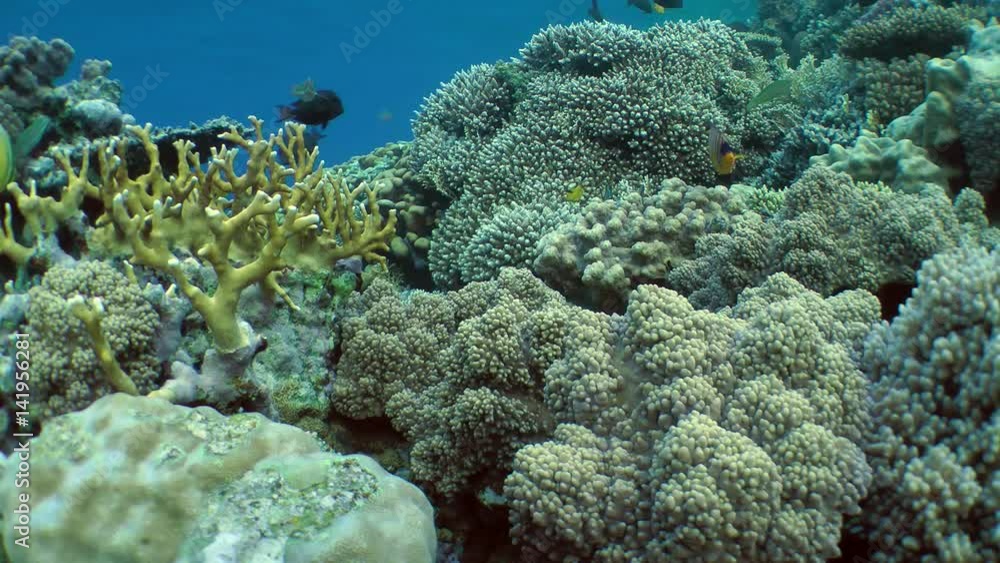 Amazing picture of a coral reef with various kinds of coral and brightly colored fish.
Amazing picture of a coral reef with various kinds of coral and brightly colored fish.