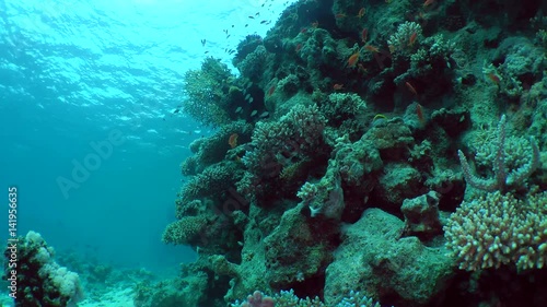 Wallpaper Mural The slope of a coral reef with numerous bushes of corals and fish, a wide shot.
 Torontodigital.ca