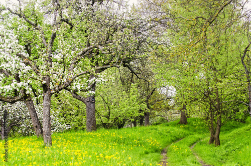 Weg durch Frühlingslandschaft mit blühenden Apfelbäume