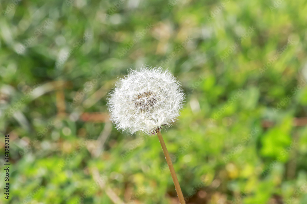 Dandelion in spring Dandelion in spring