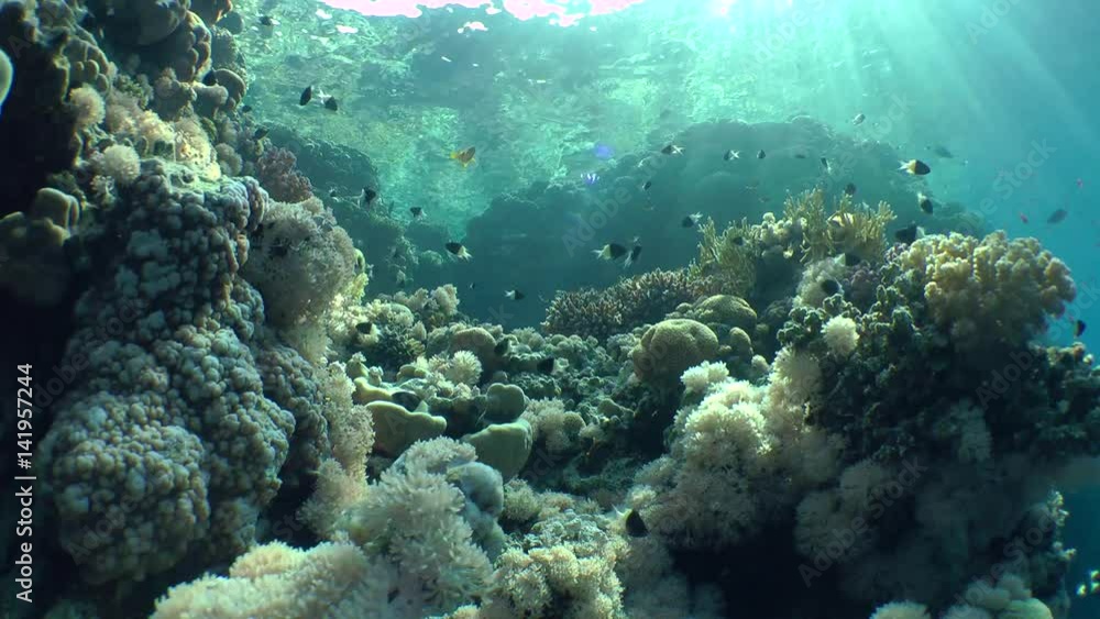 The diagonal sun rays cast a glare on the slope of a coral reef, wide shot.
The diagonal sun rays cast a glare on the slope of a coral reef, wide shot.