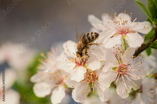 Bee pollinating spring flowers, collecting nectar; close-up