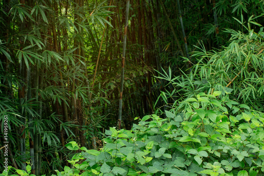 Beware the hidden dangers and welcome to the jungle. Things that lurk in the darkenss of extreme danger and poison that is hidden and cannot be seen. Be alert and keep your eyes open with caution. Beware the hidden dangers and welcome to the jungle. Things that lurk in the darkenss of extreme danger and poison that is hidden and cannot be seen. Be alert and keep your eyes open with caution.