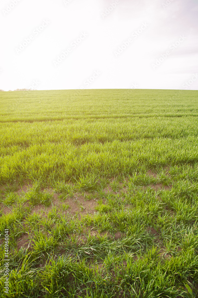 Obraz premium Wheat fields backlit by sunset light; 