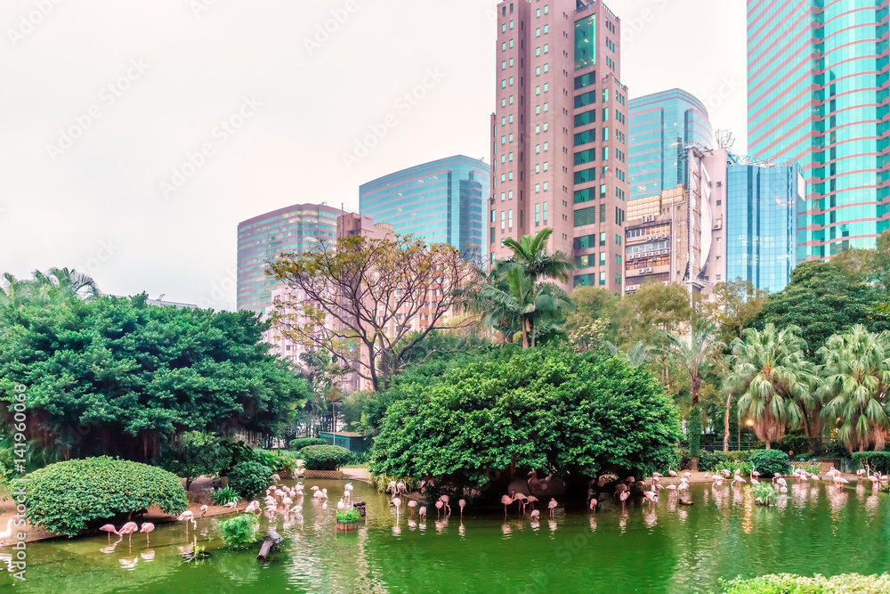 Obraz premium An oasis of green in an urban setting, Kowloon Park blends well with the surrounding natural landscape of Hong Kong city. Pink flamingoes hunting in the pond