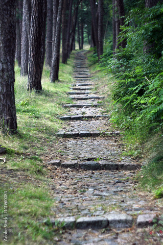 Path Through The Magic Forest