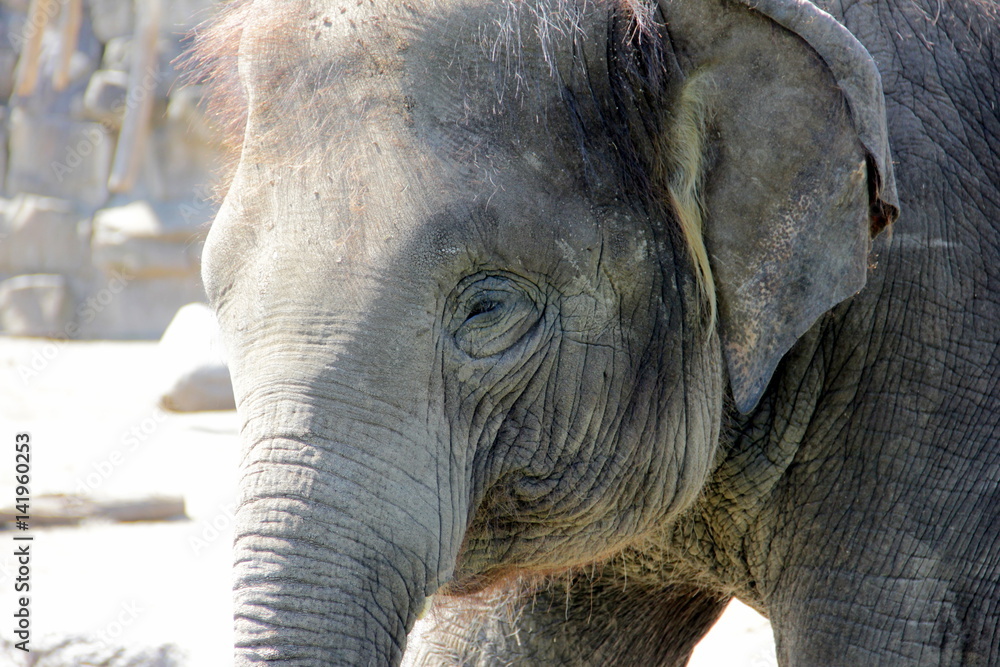 Fototapeta premium Elefant