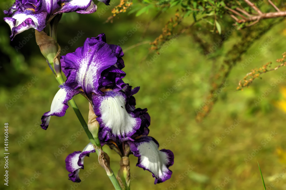 Summer flower. Decorative iris blooming in the summer garden.