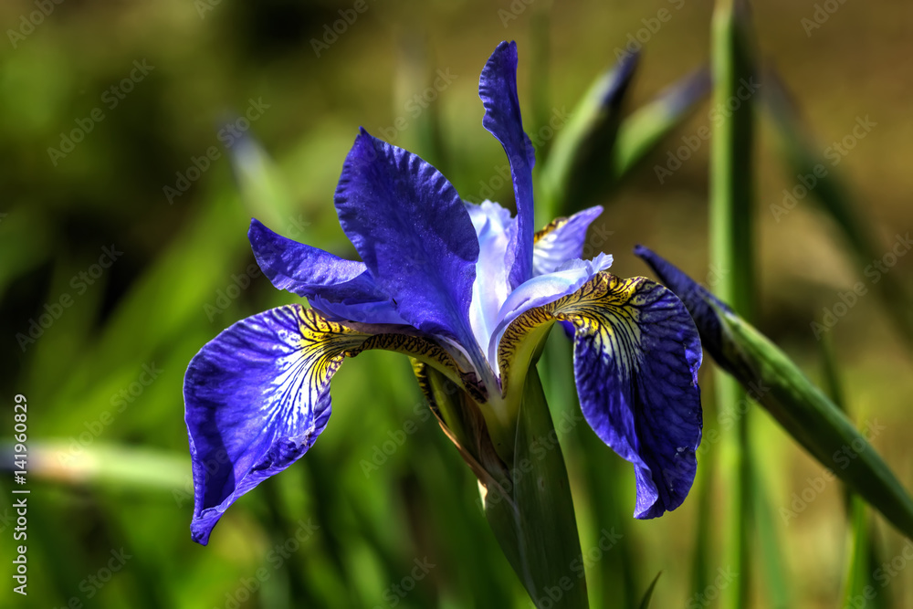 Summer flower. Blue Siberian iris blooming in the summer garden.