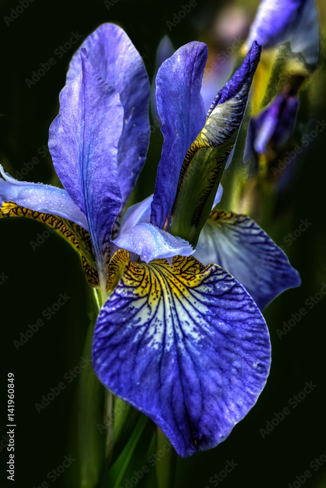 Summer flower. Blue Siberian iris blooming in the summer garden.