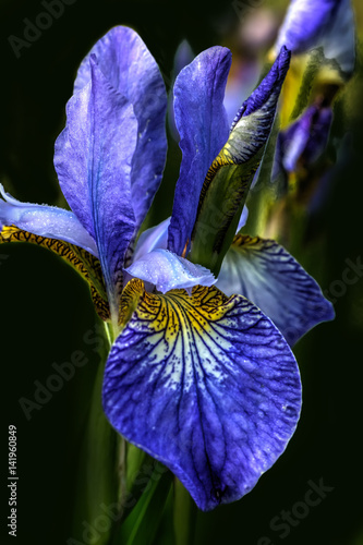 Obraz na płótnie Summer flower. Blue Siberian iris blooming in the summer garden. w salonie