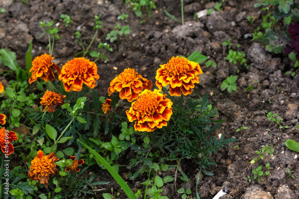 Garden flower. The flower of the marigold growing in the summer garden.