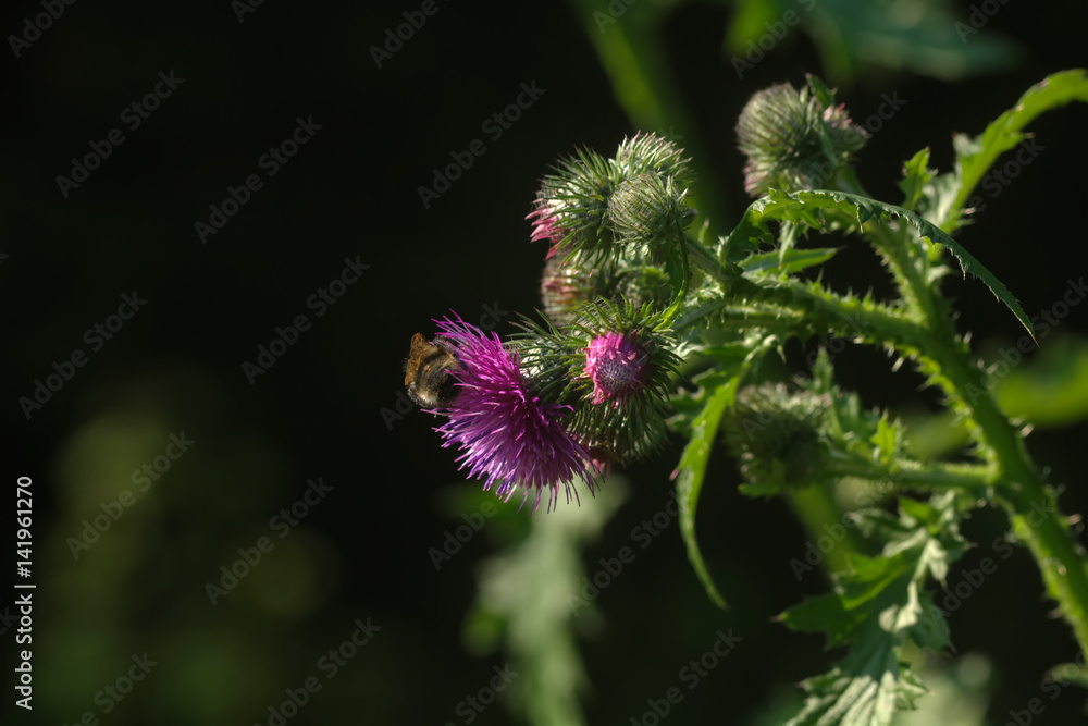 Wild flower. Blooming thistle growing on a summer field.