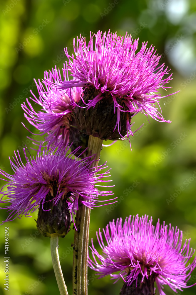 Wild flower. Blooming thistle growing on a summer field.