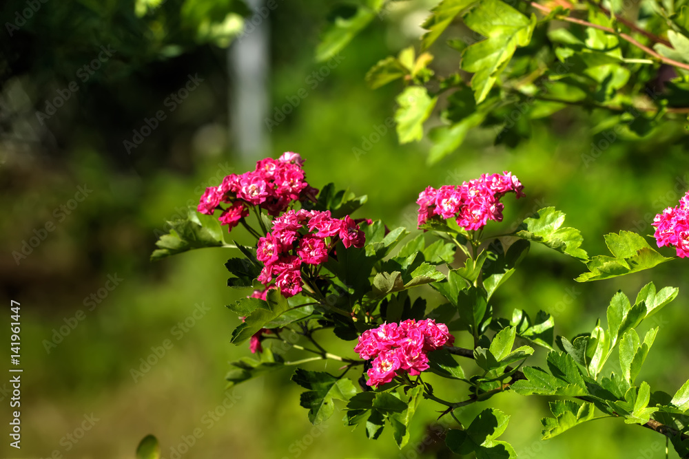 Garden plant. Flowering hawthorn growing in the summer garden.