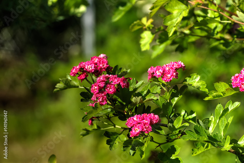 Obraz na płótnie Garden plant. Flowering hawthorn growing in the summer garden. w salonie