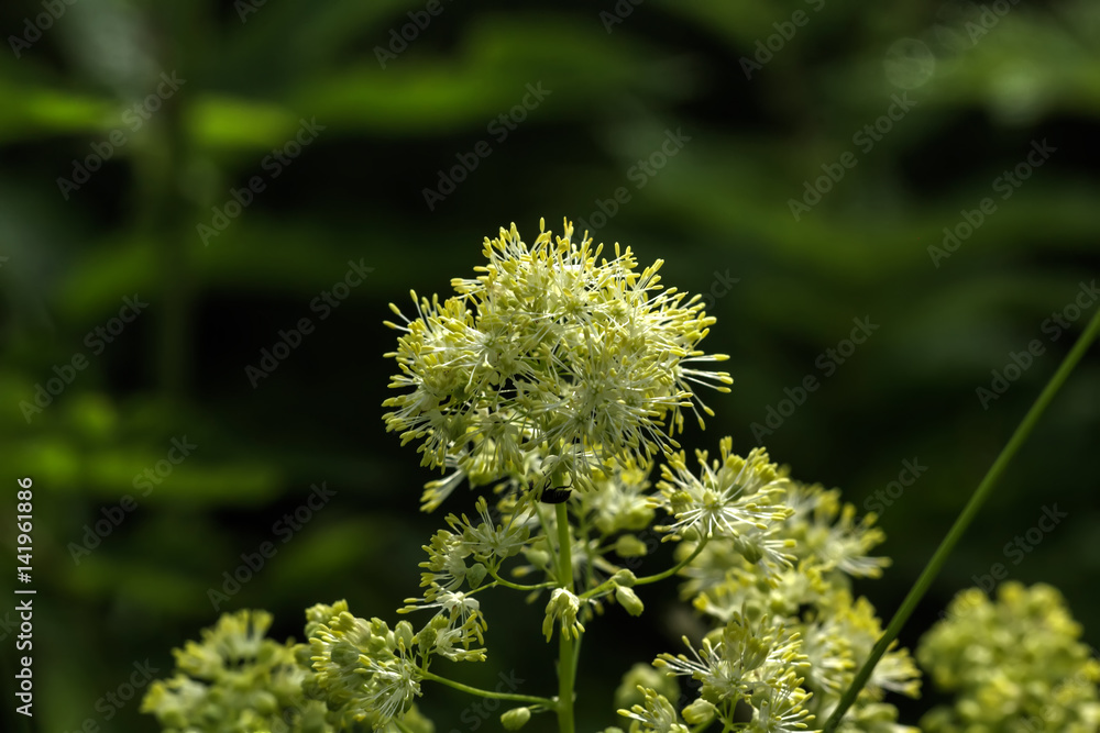Wild flower. The flower of the meadow rue grows on a summer meadow.