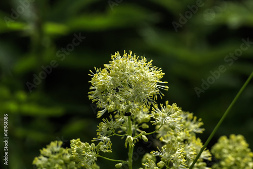 Obraz na płótnie Wild flower. The flower of the meadow rue grows on a summer meadow. w salonie