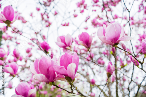 Blooming purple magnolia. Beautiful spring bloom for magnolia tulip trees, pink flowers.