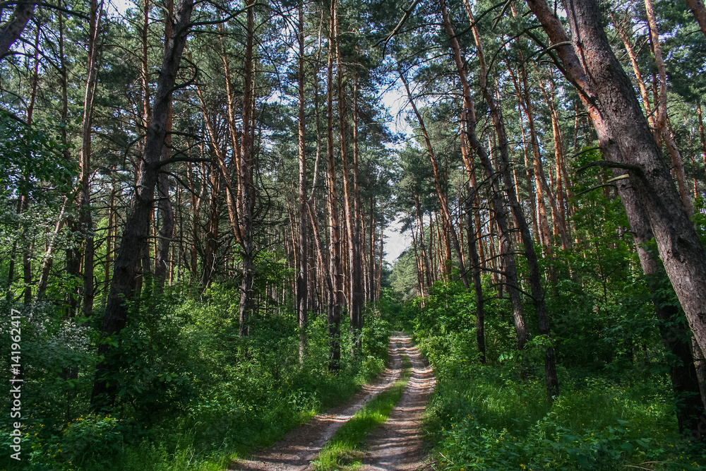 Fototapeta premium Debrowski the forest near the village of Pokrovka in the Dnipro region of Ukraine. May 2006